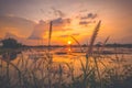 The Flowers grass near farm field harvest.landscape scene of sunrise sunset over a farm field after harvest. Sun breaks through Royalty Free Stock Photo