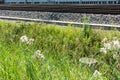 Flowers and grass next to train track