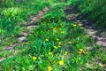 Flowers and grass on the path