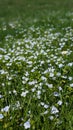 Flowers in the grass, spring, field, grass, Ukraine. Royalty Free Stock Photo