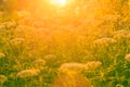 Flowers and grass in the sunlight