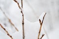 Flowers, grass under snow, winter cold season, plants under white snow in winter.