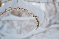 Flowers, grass under snow, winter cold season, plants under white snow in winter.