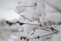 Flowers, grass under snow, winter cold season, plants under white snow in winter.