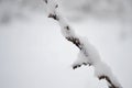 Flowers, grass under snow, winter cold season, plants under white snow in winter.