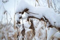 Flowers, grass under snow, winter cold season, plants under white snow in winter.