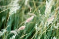the flowers and the grass are waving in the wind. Royalty Free Stock Photo