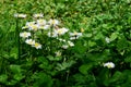 flowers in the grass