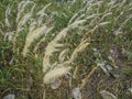 Flowers grass in the wind. Royalty Free Stock Photo
