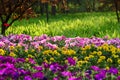 Flowers and grass