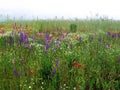 Flowers grassland