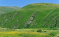 Flowers in grassland mountains