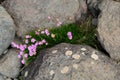 Flowers and grasss growing through stones in the wild Royalty Free Stock Photo