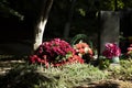 Flowers on the grave. Carnations on the memorial. Tomb of the Unknown Soldier Royalty Free Stock Photo