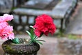 Flowers In A Graveyard Royalty Free Stock Photo