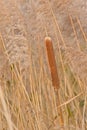Flowering bulrush reed in the marsh