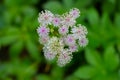 Flowers of a great masterwort, Astrantia major or Grosse Sterndolde