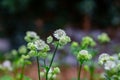 Flowers of a great masterwort, Astrantia major or Grosse Sterndolde