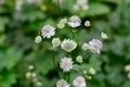 Flowers of a great masterwort, Astrantia major or Grosse Sterndolde