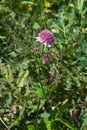 Flowers on Great masterwort or Astrantia maxima close-up, selective focus, shallow DOF Royalty Free Stock Photo