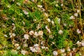 Flowers of a greater dodder, Cuscuta europaea, a parasitic plant from Europe Royalty Free Stock Photo