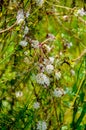 Flowers of a greater dodder, Cuscuta europaea, a parasitic plant from Europe Royalty Free Stock Photo