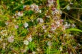 Flowers of a greater dodder, Cuscuta europaea, a parasitic plant from Europe Royalty Free Stock Photo