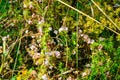 Flowers of a greater dodder, Cuscuta europaea, a parasitic plant from Europe Royalty Free Stock Photo
