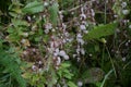 Flowers of a greater dodder, Cuscuta europaea, a parasitic plant from Europe Royalty Free Stock Photo