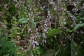 Flowers of a greater dodder, Cuscuta europaea, a parasitic plant from Europe Royalty Free Stock Photo