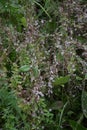 Flowers of a greater dodder, Cuscuta europaea, a parasitic plant from Europe Royalty Free Stock Photo