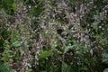 Flowers of a greater dodder, Cuscuta europaea, a parasitic plant from Europe Royalty Free Stock Photo