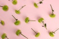 Flowers green chrysanthemum Santini on a pink background, pattern, background Royalty Free Stock Photo
