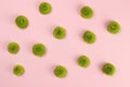 Flowers green chrysanthemum Santini on a pink background, pattern, background Royalty Free Stock Photo