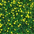 Flowers on a green field, background Royalty Free Stock Photo