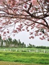 Flowers and green field