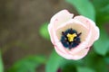 Flowers in the green garden background tulips