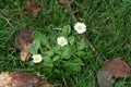 Flowers in green grass with fallen yellow leaves