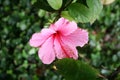 Bush with flowers in the park