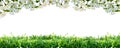 Flowers and green grass. Spring border. Royalty Free Stock Photo