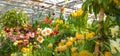 Flowers at the green house. Blooming multi-colored flowers. Houseplants in the orangery. Tropical greenhouse with