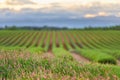 Flowers and green lavender field