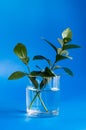 flowers with green leaves in a clear glass beaker with water