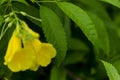 Flowers and green leaves of the Metropolitan Park of Pituacu Royalty Free Stock Photo