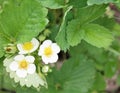 Flowers and green leaves of a strawberry plant, spring concept