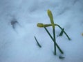 Flowers and green leaves on an tree branch in spring under snow