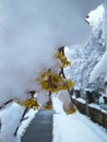 Flowers and green leaves on an tree branch in spring under snow