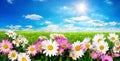 Flowers, green meadow and blue sky with the sun Royalty Free Stock Photo