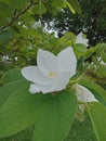 Flowers on green trees