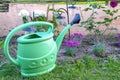 Flowers and green watering can in grass in garden outdoor at summer, working process Royalty Free Stock Photo